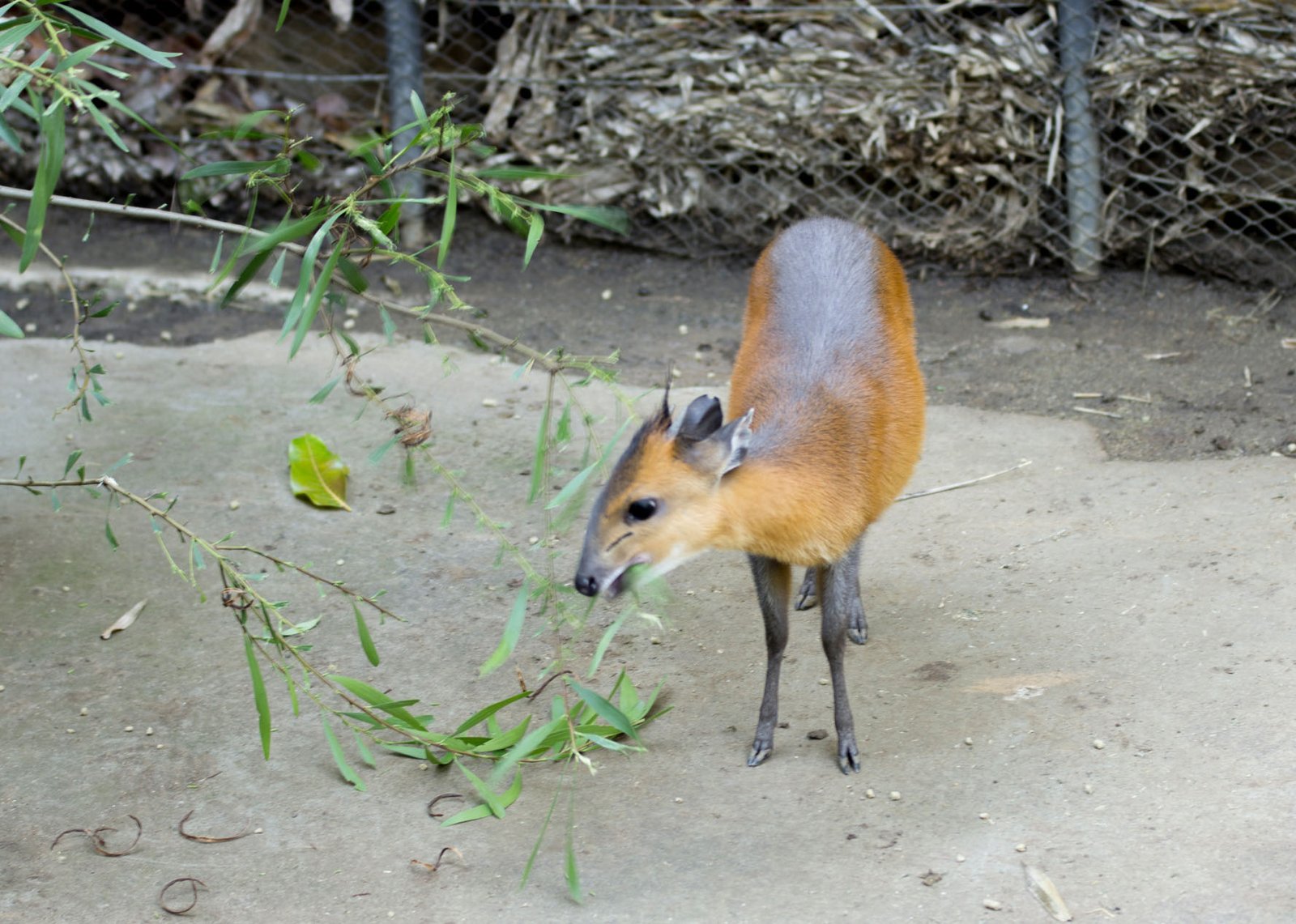 San Diego Zoo Part I 132